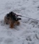 Max the Yorkie Loves the Snow