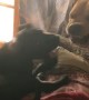 Puppy Trying to Play with New Big Brother