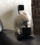 Harley the Cockatoo Takes Her Coffee Break