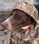 German Short-Haired Pointer Doesn't Let Cold Weather Ruin His Hunt