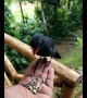 Wild tropical bird eats out of human\'s hand in epic slow motion