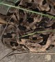 Timber Rattlesnake Unraveling in Texas