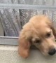 Golden Retriever puppy is overly-excited to see her owner