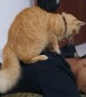 Cute Cat Gives Man a Shoulder Massage