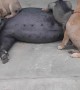 Hungry Puppies Get Milk From Pig