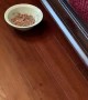 Kitty Takes Food Into Hiding