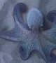 Octopus Shows off Hypnotic Color Change