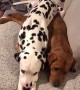 This Dalmatian knows nothing about personal space