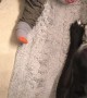 Dog Howls when Baby Cries