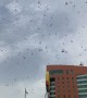 Locust Swarms Coat the Skies of Saudi Arabia