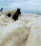 Doggo Loses Ball in Sea Foam