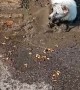 Dog Enjoys Playing in Mud Puddle