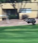 Musk Hog in a Hurry