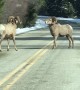 Bighorn Sheep Showdown in the Street