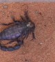 Time-Lapse of Scorpion Shedding Exoskeleton