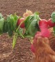 Chicken Flock Eating Vegetables Threaded on Wire
