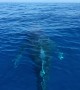Humpback Whales Mugging Near Boat
