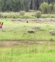 Adolescent Grizzly Hunts Elk Herd