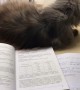 Kitty Puts a Stop to Study Time