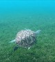 Beautiful Sea Turtle Swims Along the Sea Floor