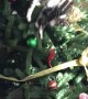 Curious Cat Has Trouble Descending Christmas Tree