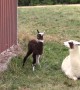 Baby Alpaca From Birth to First Steps