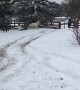 Pony Makes for a Great Sledding Experience
