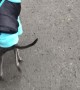 Doggo Wants to Walk Like Human