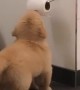 Puppy figures out how to play with the toilet paper roll