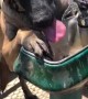 Thirsty Doggo Knows How to Use Fountain