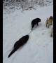 Pet otter joins pair of pups for lovely walk in the snow