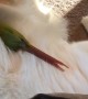 Green Cheeked-Parakeet Cuddles Great Pyrenees