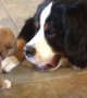 Adorable 4-Week-Old Puppy Quickly Finds A New Best Friend