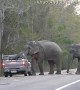 Elephant Ransacks Truck Bed