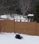 Dog leaping in the snow looks funnier when clip is reversed