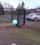 Doggo Jumps for Giant Ball