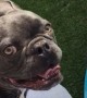 French Bulldog totally loses it after getting a brand new pool