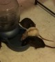 Inside the Home of a Rat Hoarder