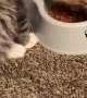 Cat Gets Stiff Armed From Food