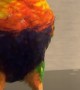 Adorable Rainbow Lorikeet Having a Dance