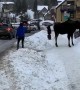 Moose Gives Girl Warning for Being Far Too Close