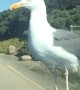 Seagull Decides to Hitchhike