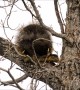 North American Porcupine Enjoys a Snack in a Tree