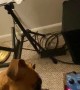 Boxer Pup Perplexed by Strange Guitar Sounds