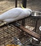 Cockatoo Changing Out Water Bowls