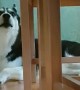 Stubborn husky hides behind chairs and vocally argues with mom
