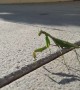 Mantis Walks Down Spanish Street