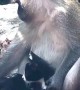 Monkey Holds and Strokes Kitty