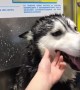 smiles during bath ❤️ Info: we actually give him a bath once every 2 months