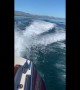 Whales Swimming in Boat's Wake